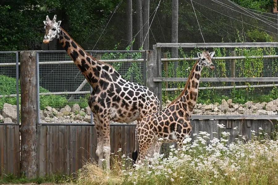 Riga Zoo, giraffes